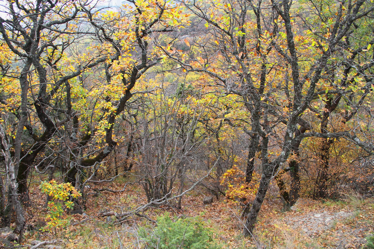 осень в лесу - valeriy g_g