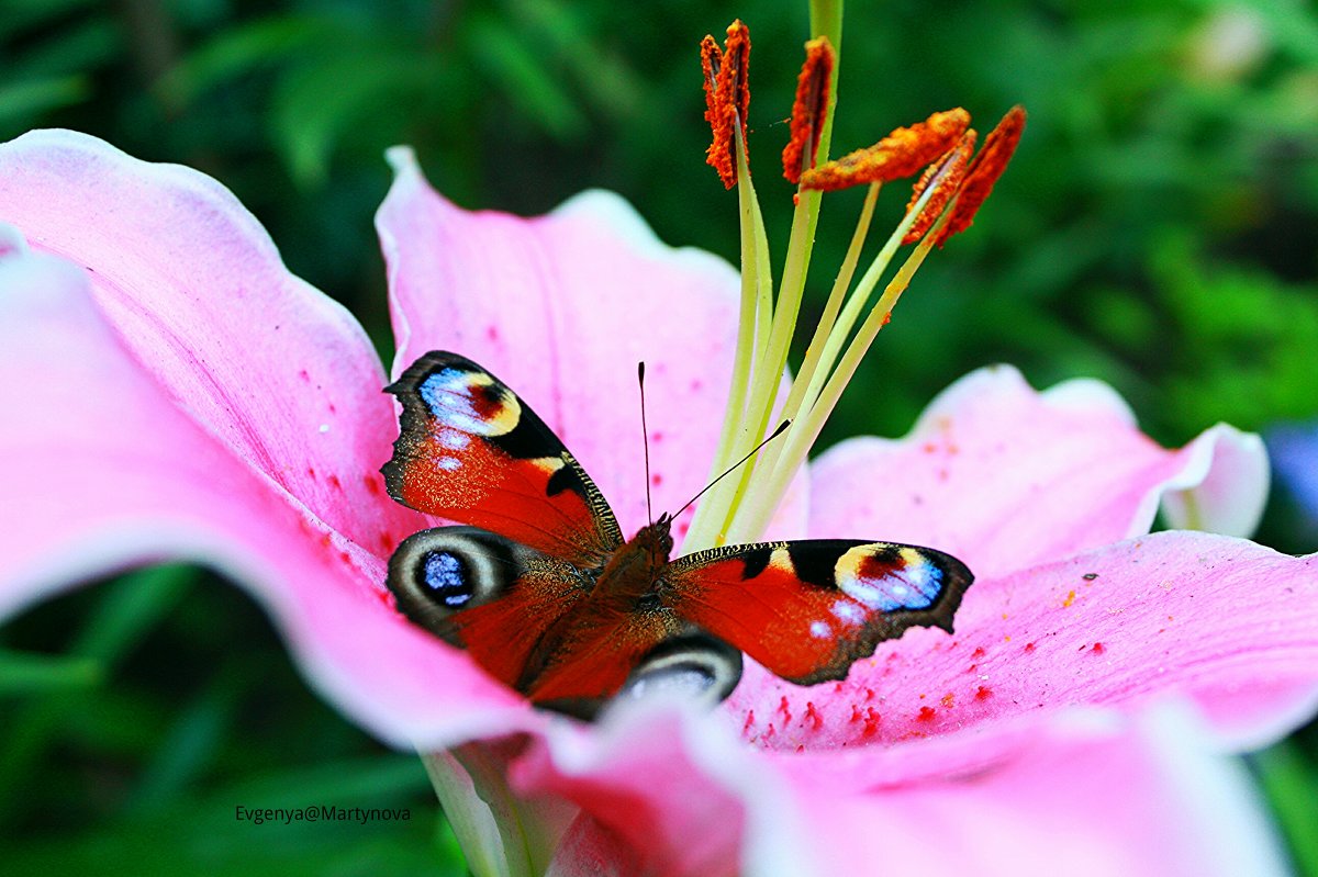 Бабочка-красавица - Евгения Мартынова