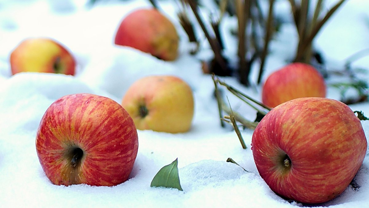 яблоки на снегу - Олег Петрушов