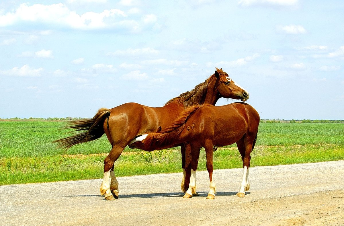 две коняшки - Ирина 