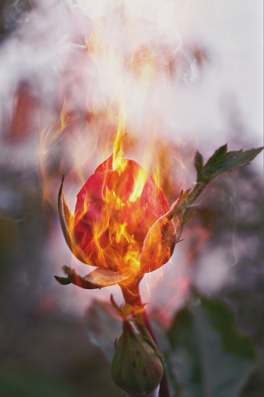 Роза в огне - Настя Емельянцева