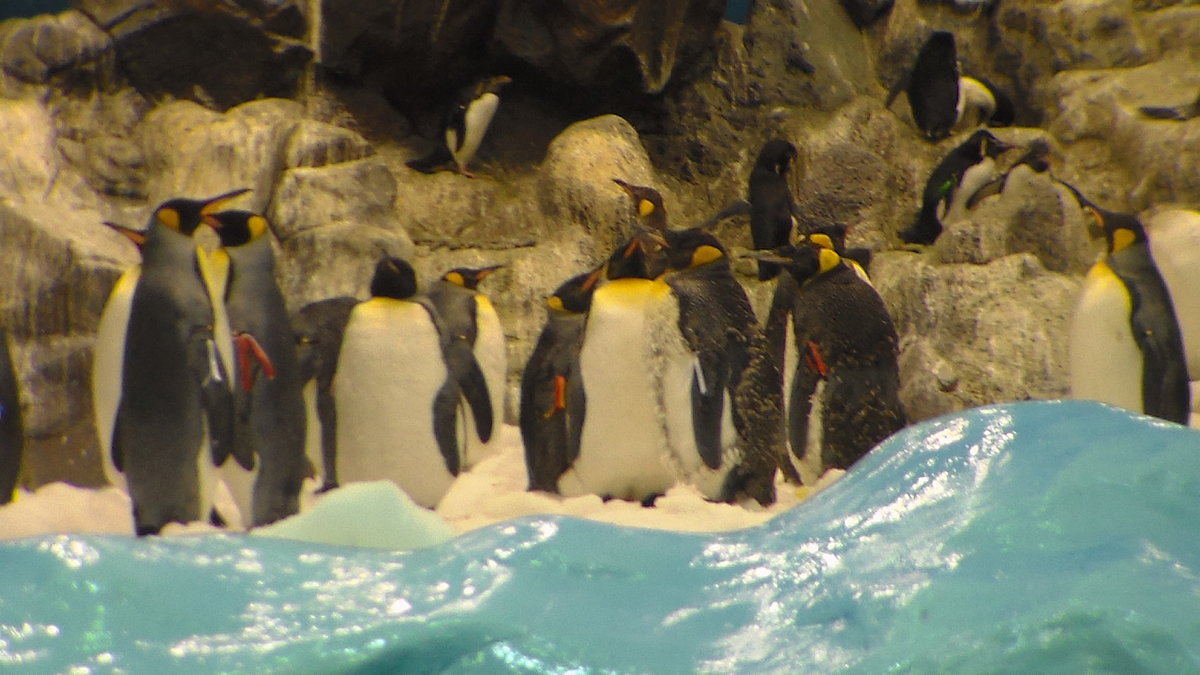Пингвины - chibo78 