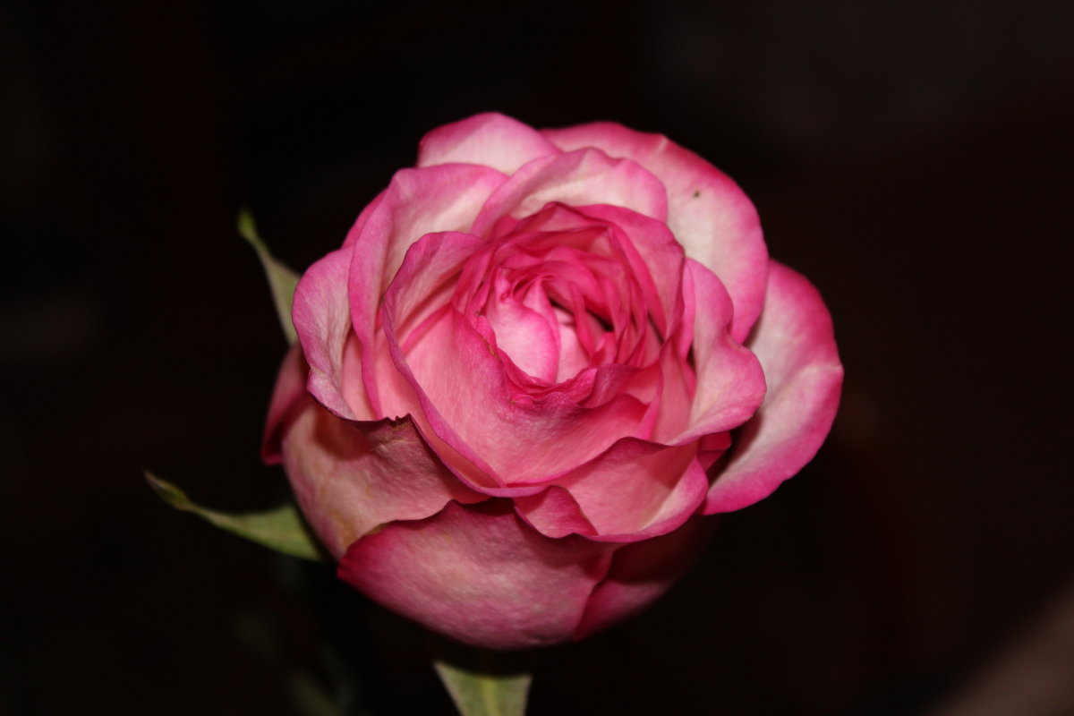 Роза - Светуля Тонких