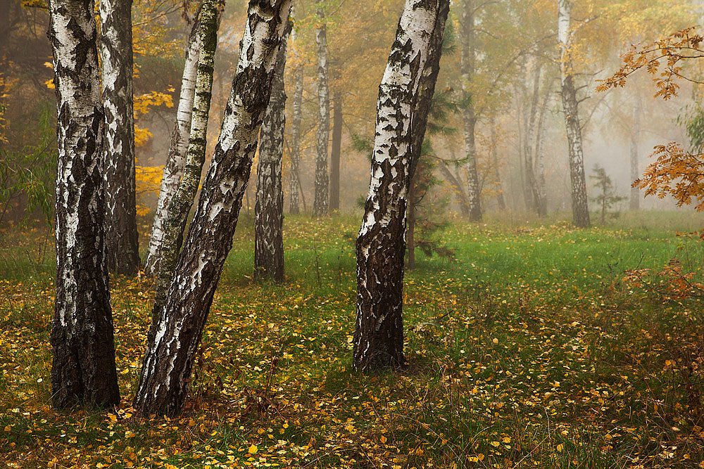 Осенний лес - Олег Самотохин