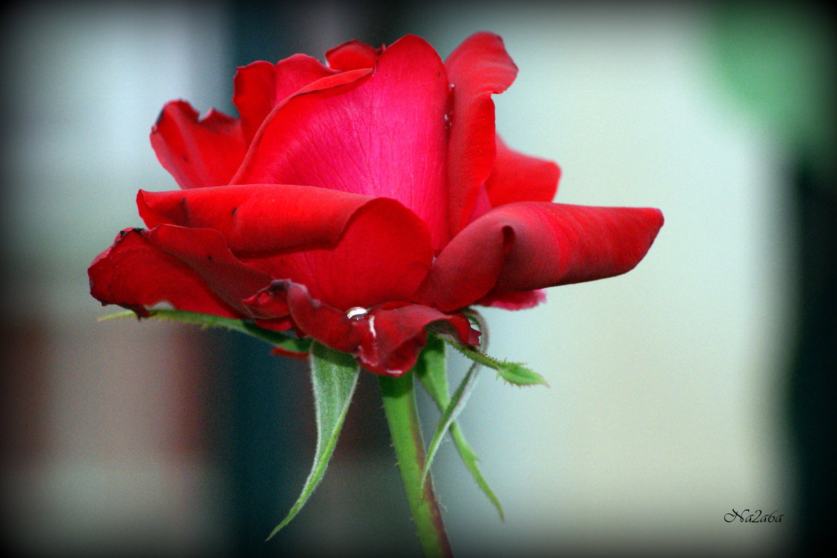 роза красная - Na2a6a N