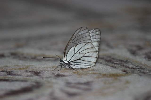 Бабочка - Александра Синяева