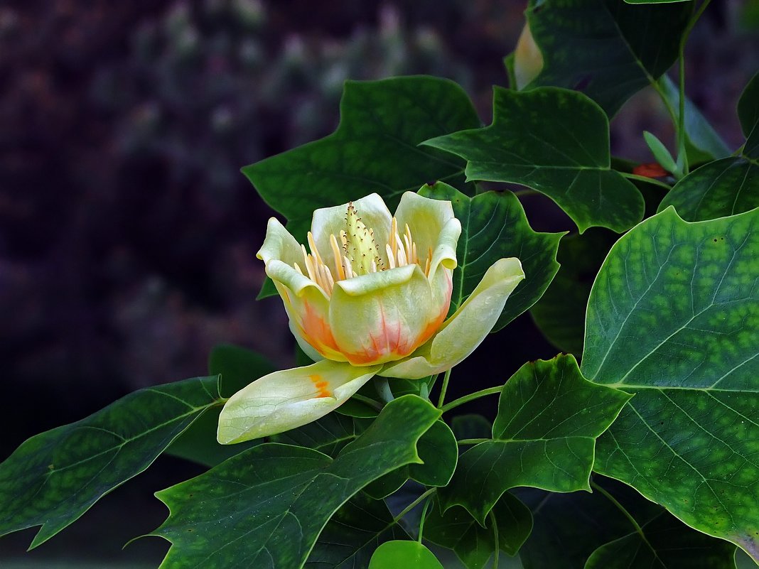 Тюльпановое дерево цветет - Александр Земляной