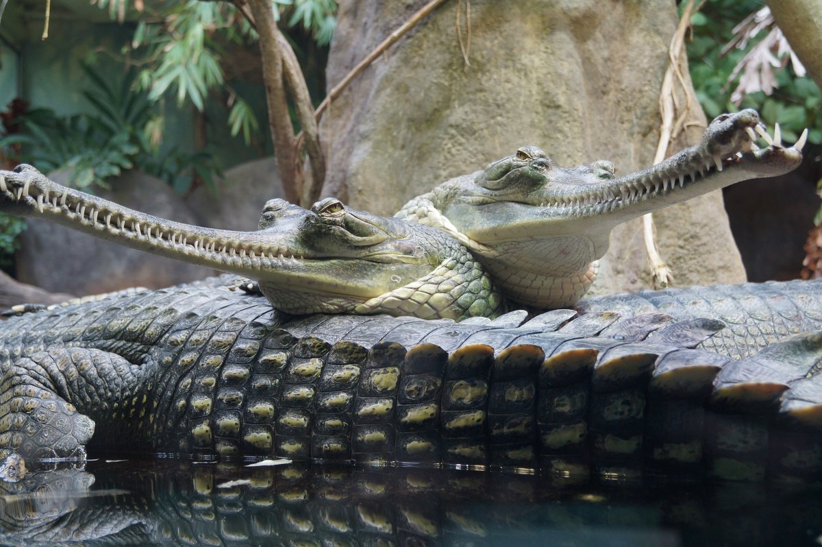 zoo Praha - Irene 