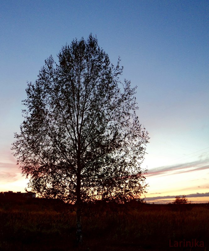 Дерево на фоне заката - Лариника Кузьменко