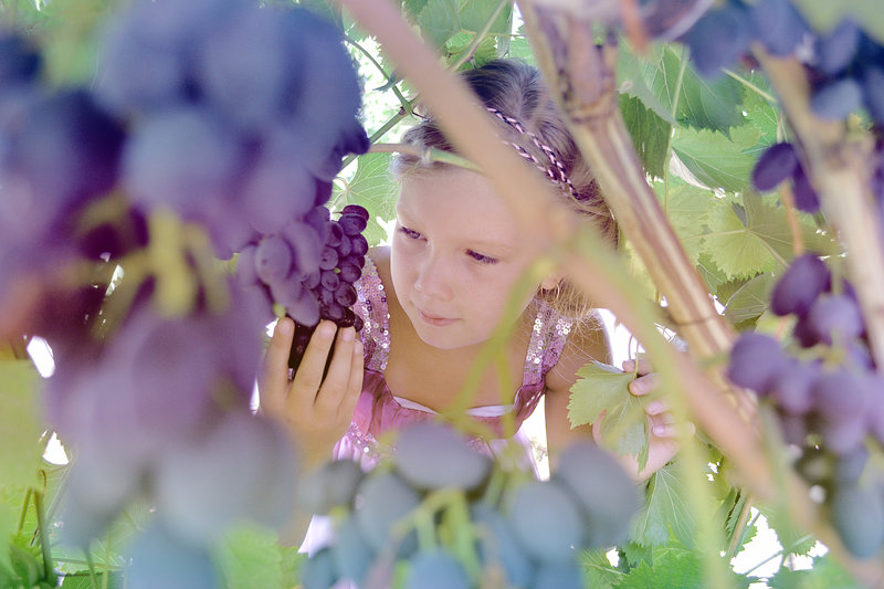 В винограднике - Ольга Синицкая