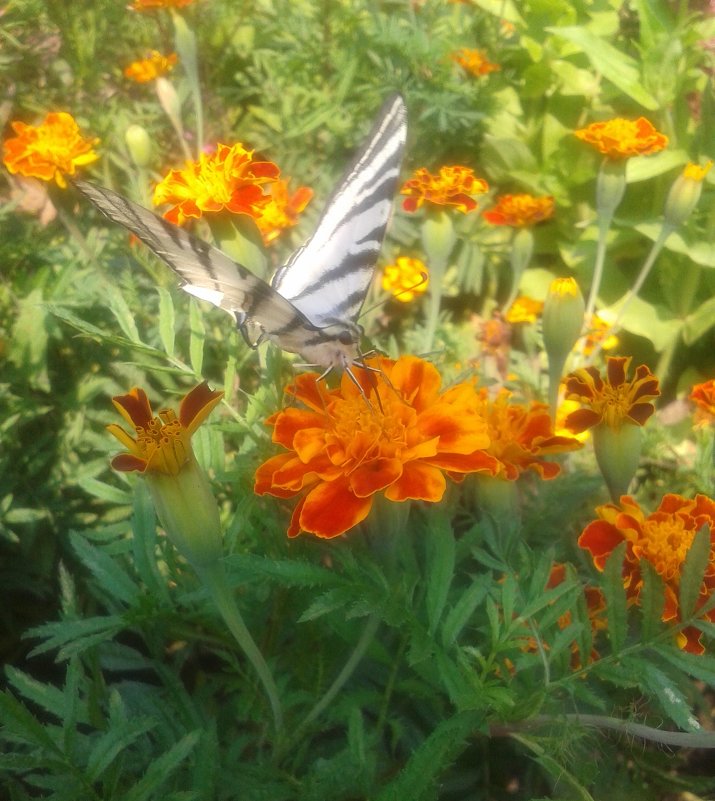 бабочка порхает над цветами - Дарья Неживая