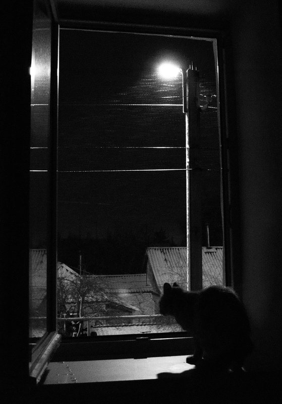 кот,улица,фонарь - bootsik 