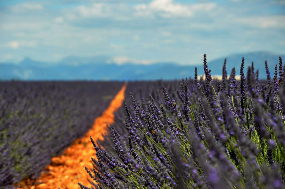 Provence - Алексей 