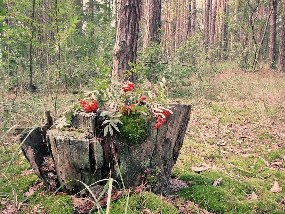 ...и пень нарядным хочет быть... - Лена L.