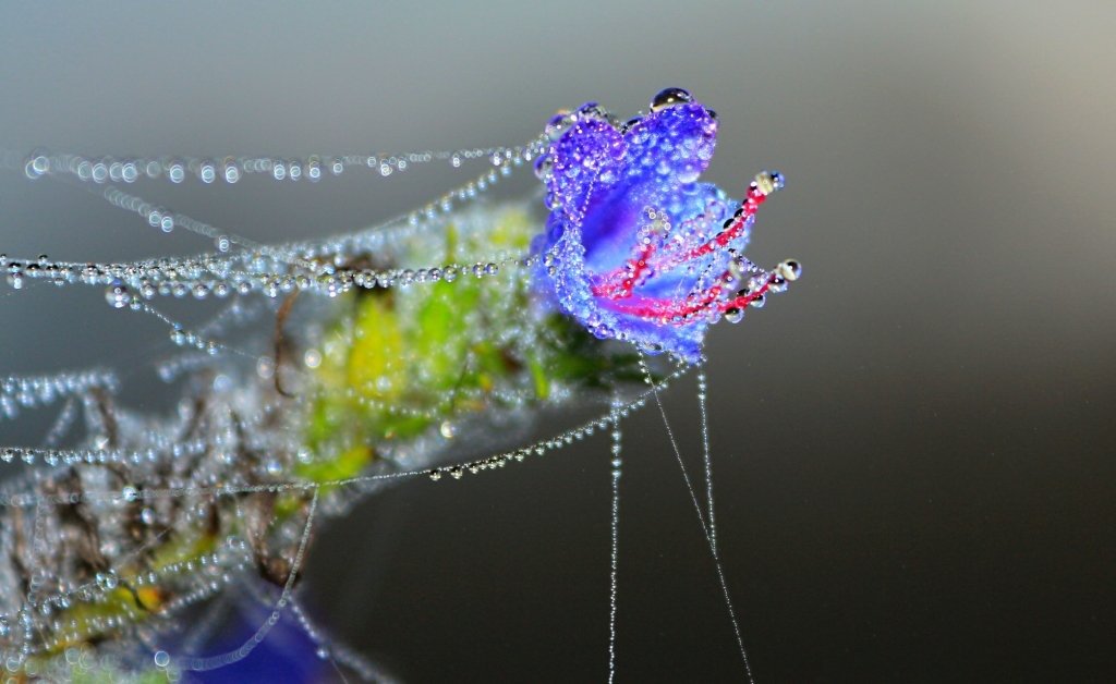 Синяк обыкновенный (Echium vulgare L.) - Андрей Белозор