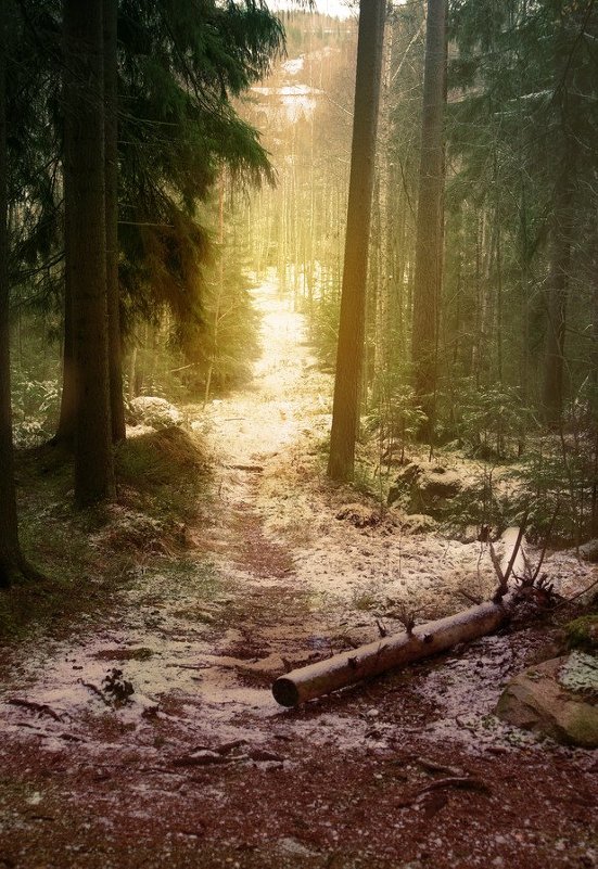 Волшебный лес - Nadin 