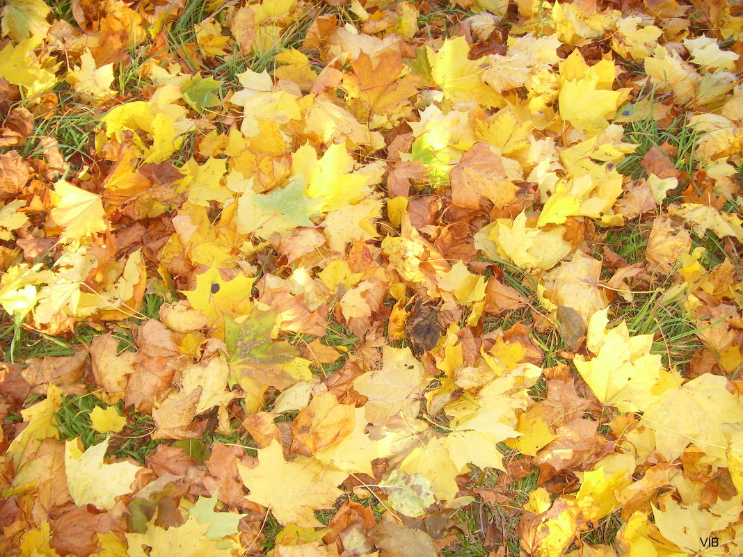 Золотой ковёр из листьев - Владимир 