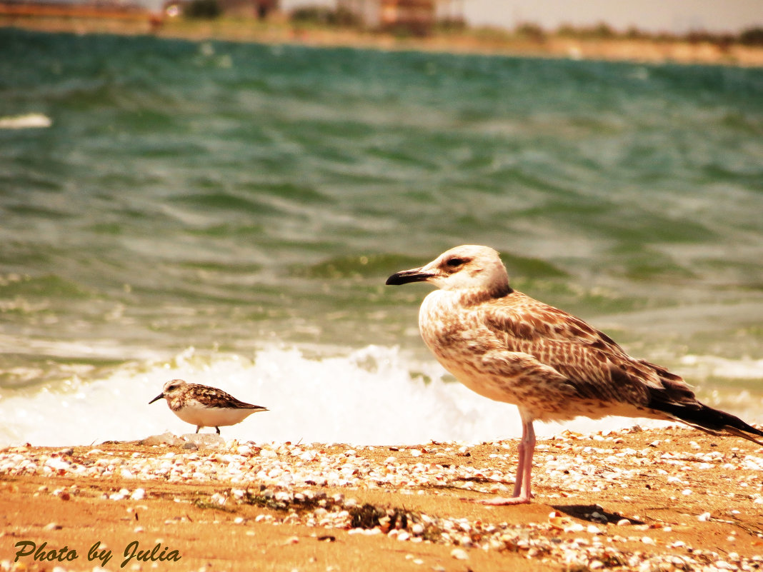 Птицы прогуливались по берегу Каспия :) - Мария Альбинина