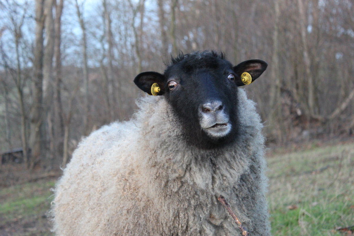 Овца с Пандоры - WildOrchid 