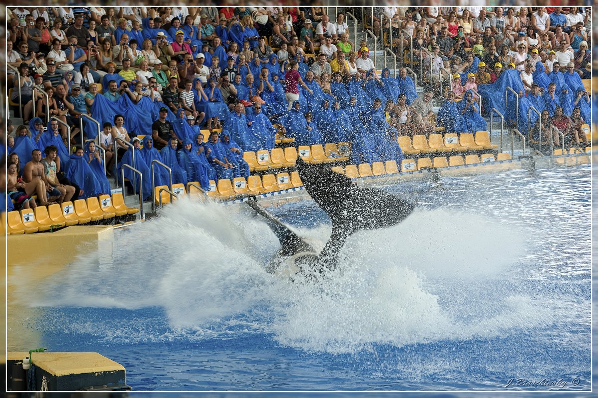 Tenerife. Loro Parque. - Jossif Braschinsky