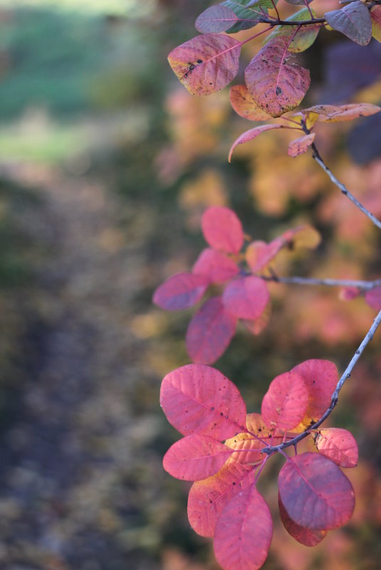 Magic of autumn.... - Светлана М