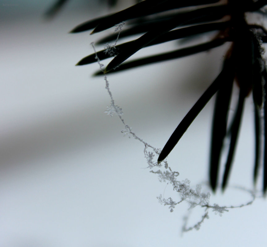 Spider web in the snow flakes - Krista Kuznetsova