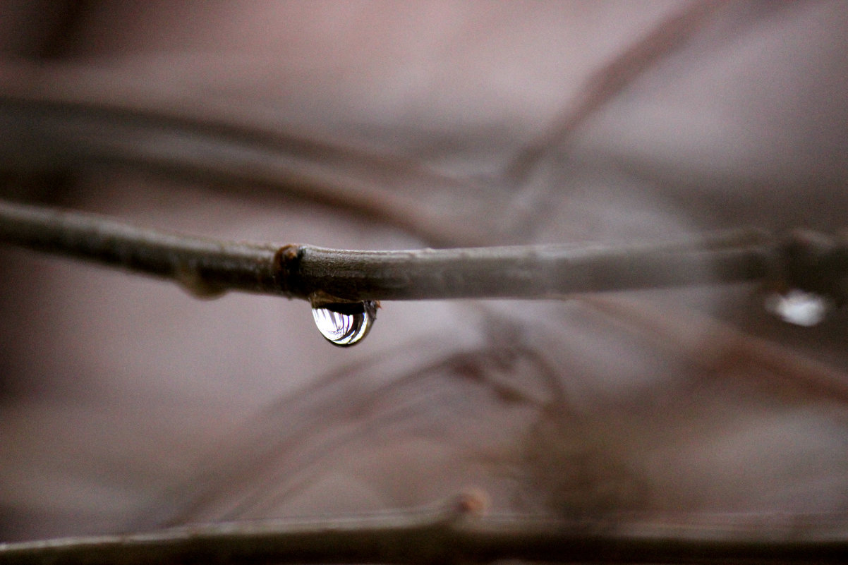 Last autumn rain - Krista Kuznetsova