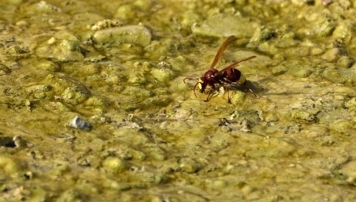 16.11.13 Нахаль Бокек, Восточный шершень (Vespa orientalis) на водопое - Борис Ржевский