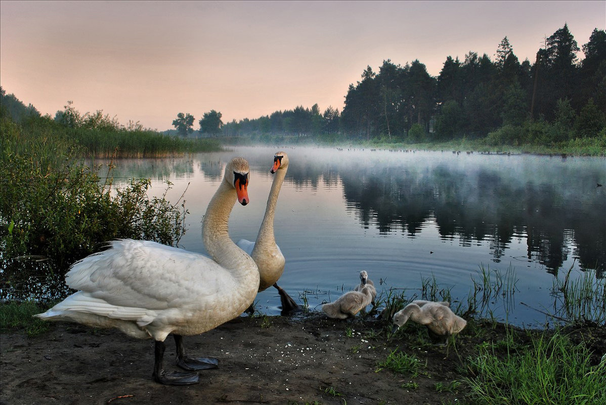 На фоне озера снимается семейство - Игорь Денисов