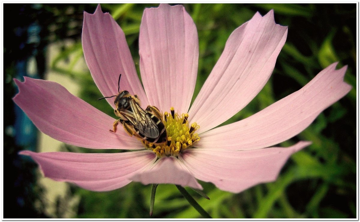 Пчёлка и цветок - Евгений Кочуров