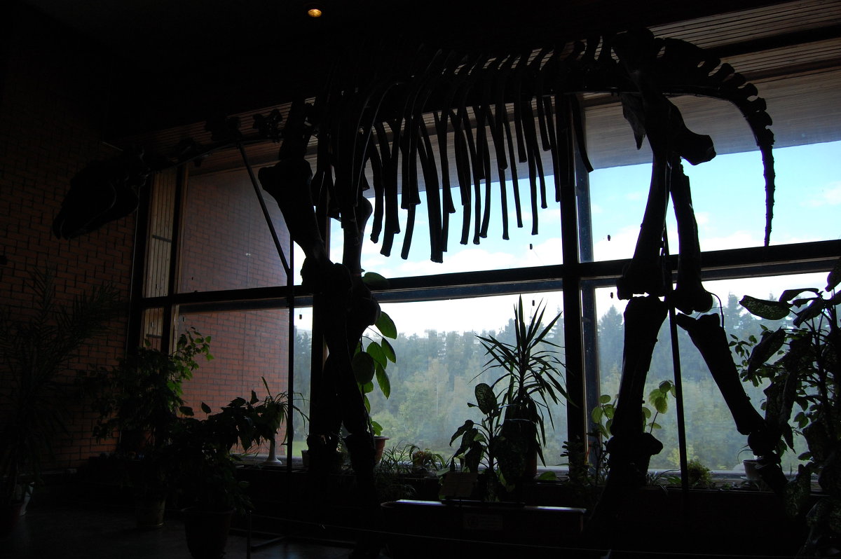 Окно в палентологическом музее - RUAmigo 