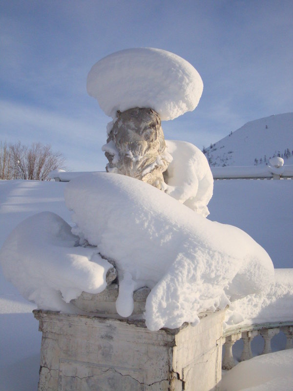 Магаданский лев в снегу - Женя Фалькова