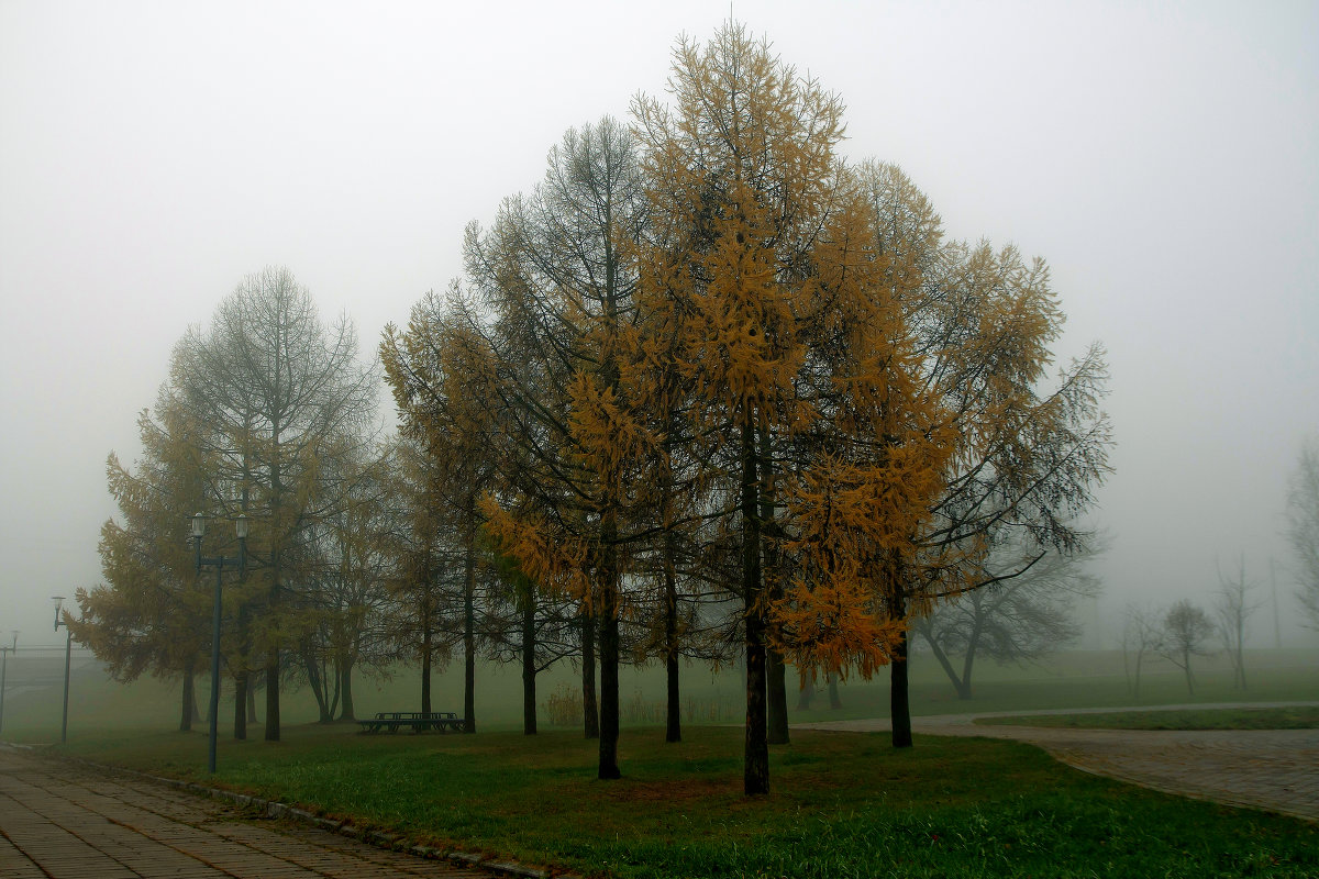 Туман в парке - Николай Климович