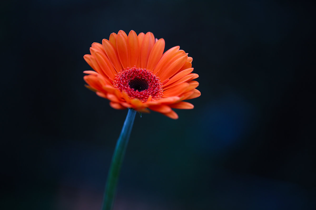 gerbera - Zinovi Seniak