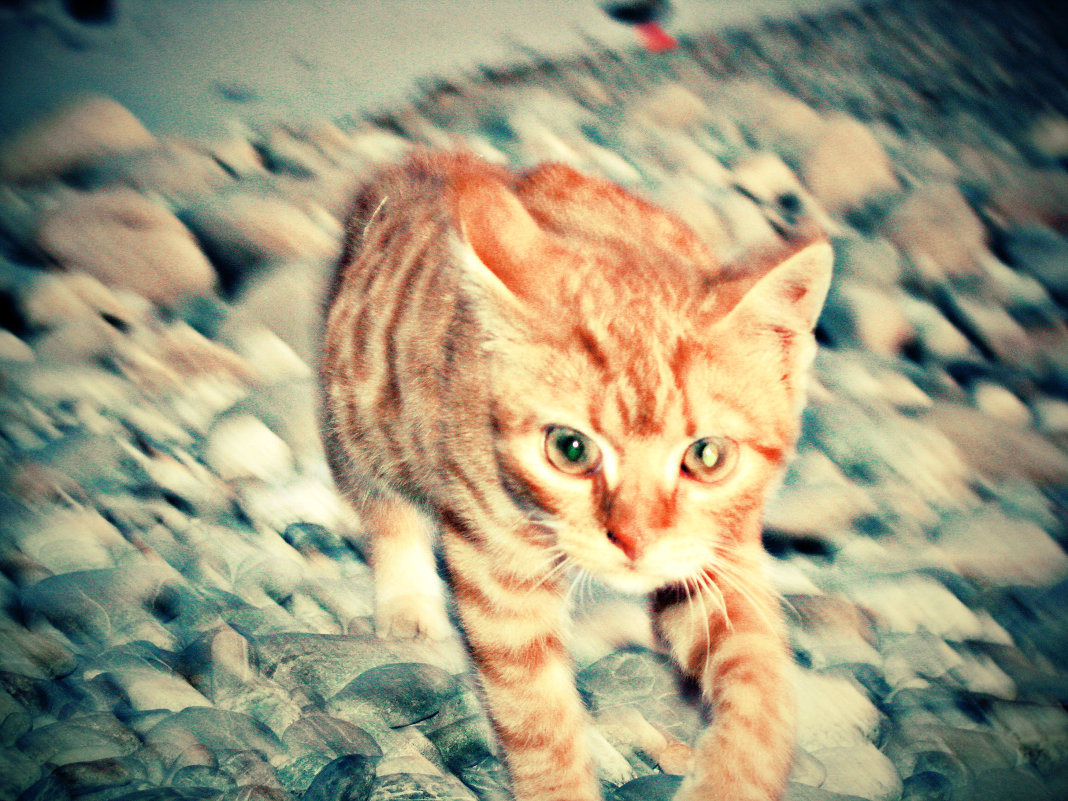 кот на пляже - Nastya L