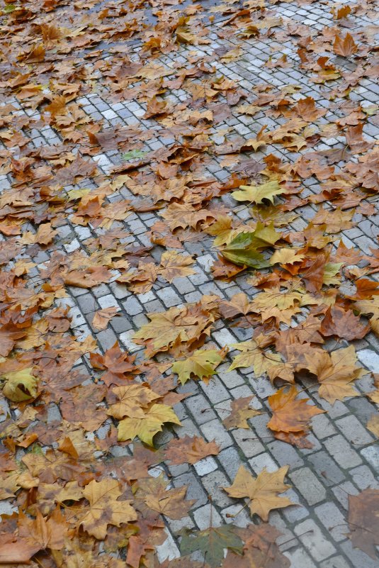 Осень в Дрездене - Юлия Леденева