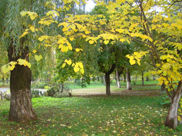 Осень в саду - Irina 