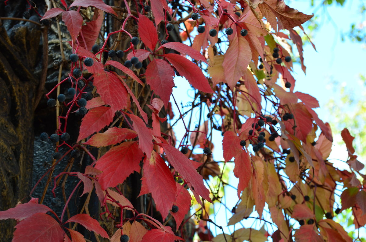 Autumn - Vana Harutyunyan