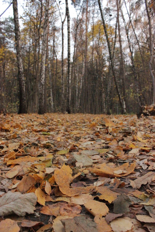 Осень в лесу - Андрей Сорокин