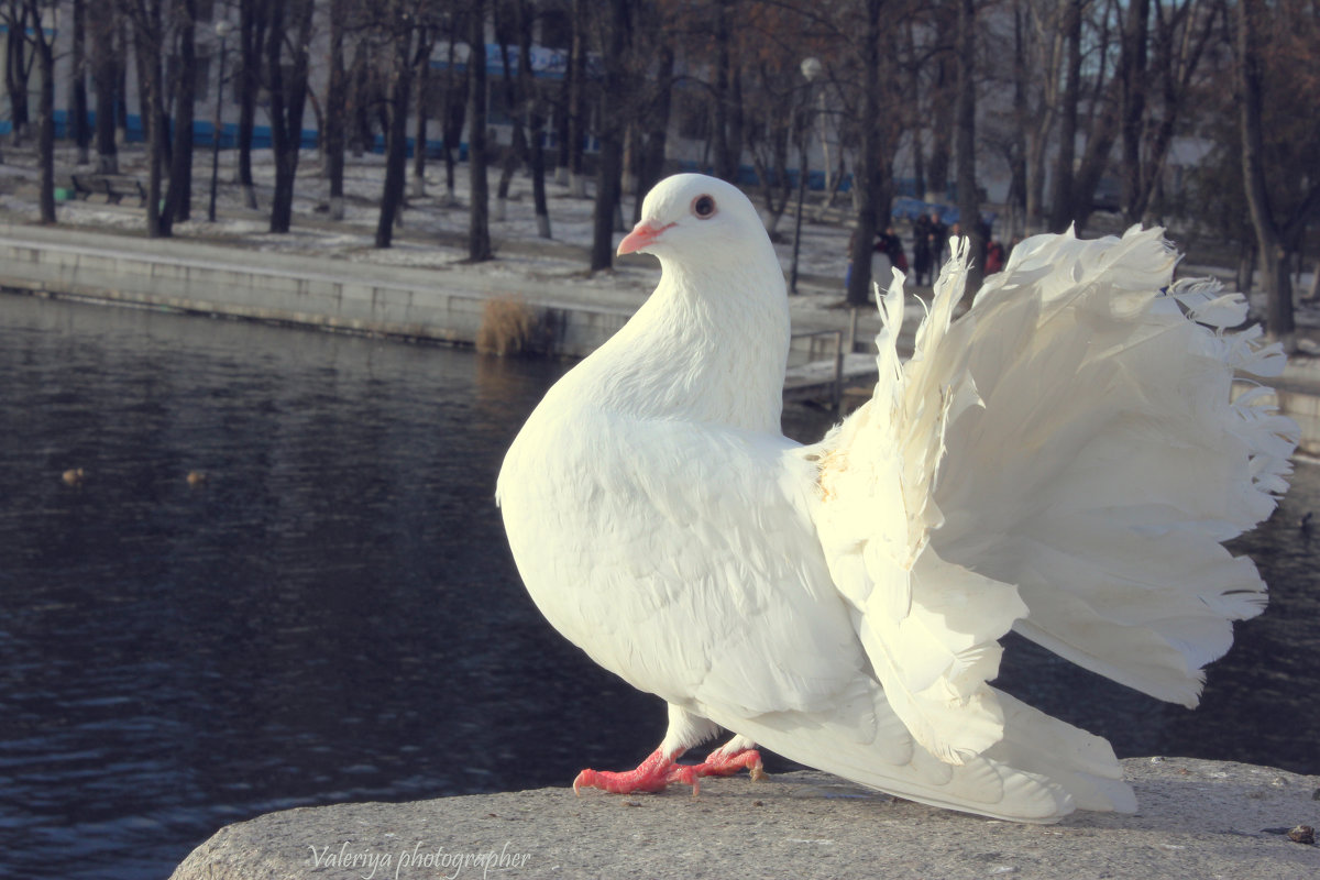 Голубка - Валерия Photo