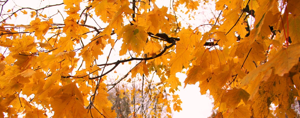 Золота осінь - Galina 