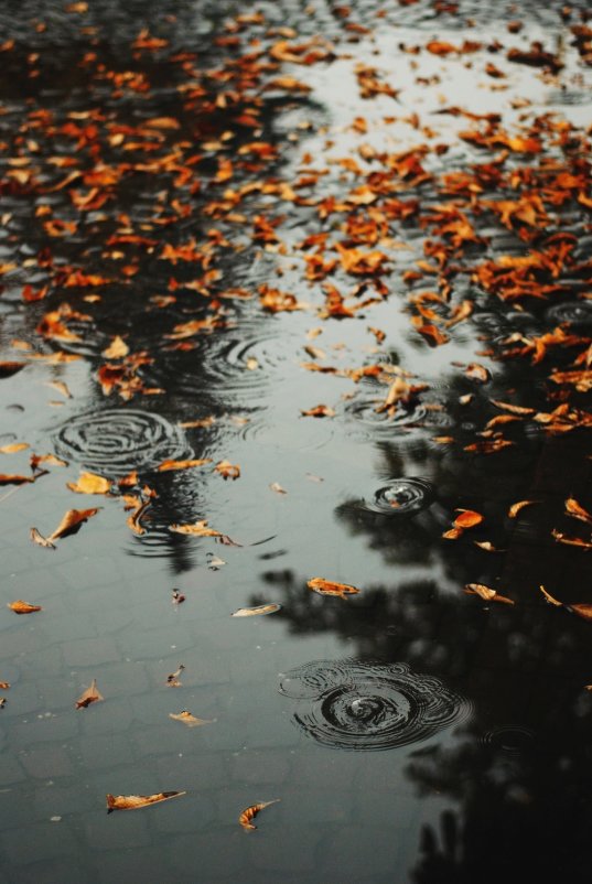 дождями - Саша Ливень