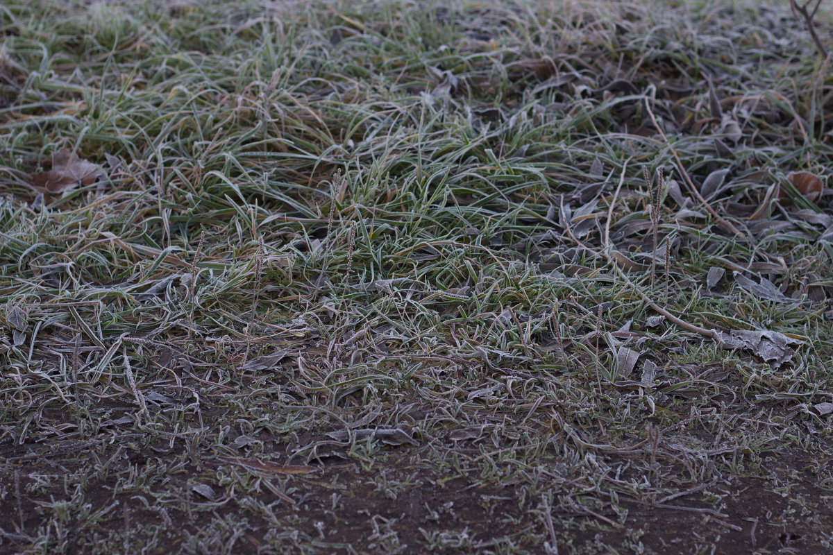 Трава покрытая изморозью - G Nagaeva