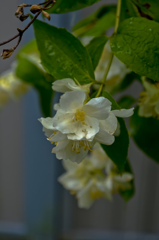Цветы жасмина - Кот Шредингера