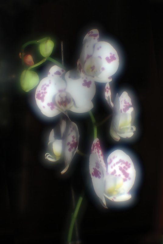 Орхидеи - Константин Беляев