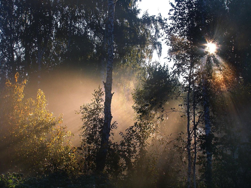 Салманов утро в лесу и вечер