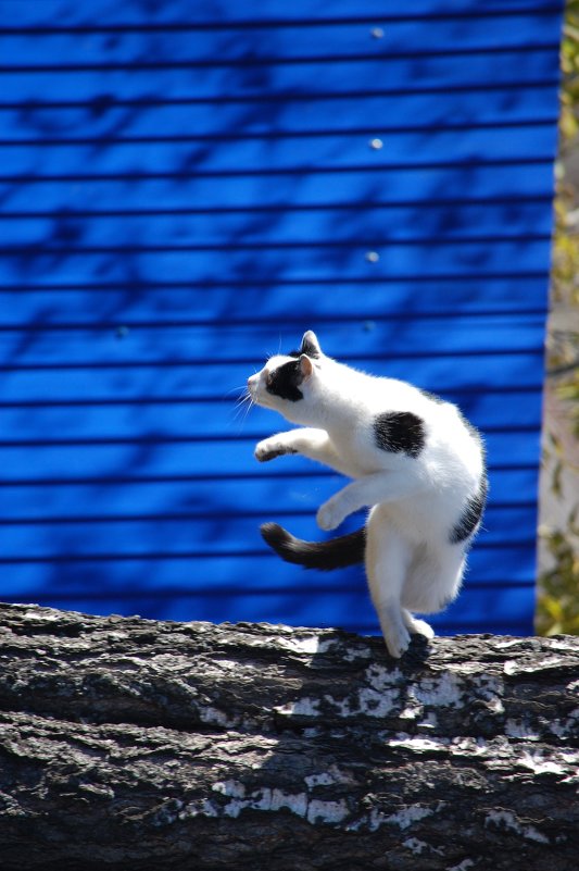 Танцующий кот - Марина Пырсикова