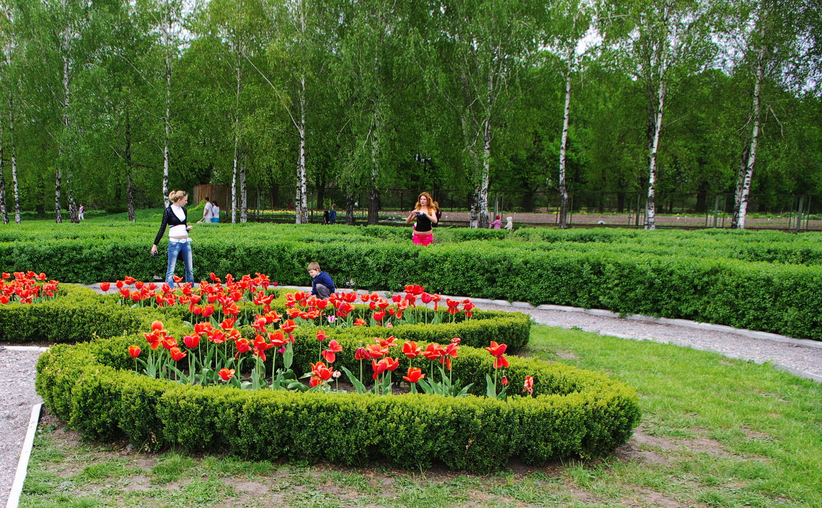 Цветущий май - Vladymyr Nastevych