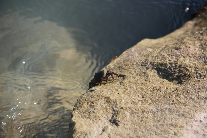 Crab at a stone - Юрий Комаров