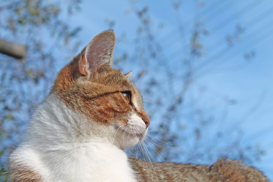 Кот ,просто Кот - Кира Зайцев